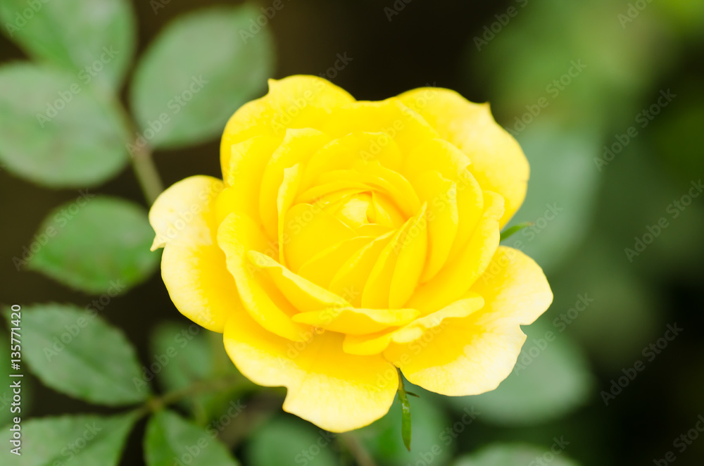 Yellow rose flower blossom in a garden Yellow rose flower blossom in a garden