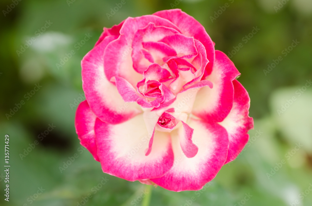 Pink rose flower blossom in a garden,Valentine concept