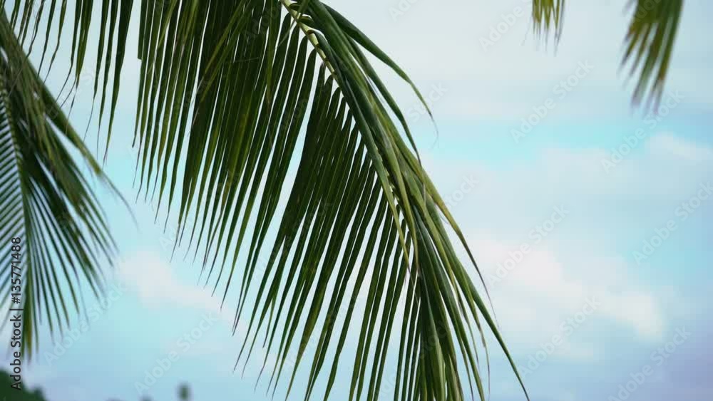 Palm on tropical beach at sunny day Palm on tropical beach at sunny day