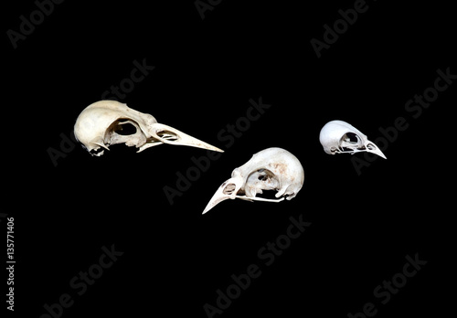 Photography skulls of winter killed birds