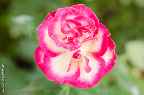 Pink rose flower blossom in a garden Valentine concept