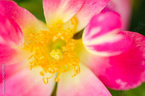 Close up of pink rose flower blossom in a garden