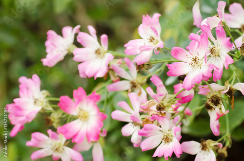 Beautiful rose flower blossom in a garden,Valentine concept