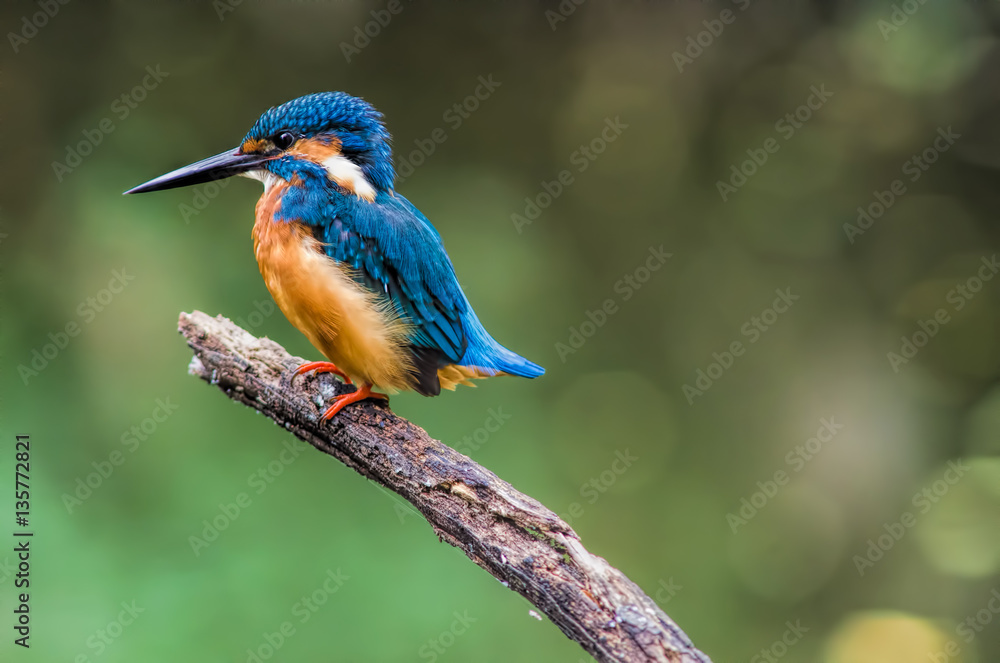 Common Kingfisher