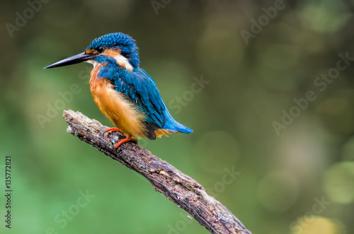 Common Kingfisher © wannachart