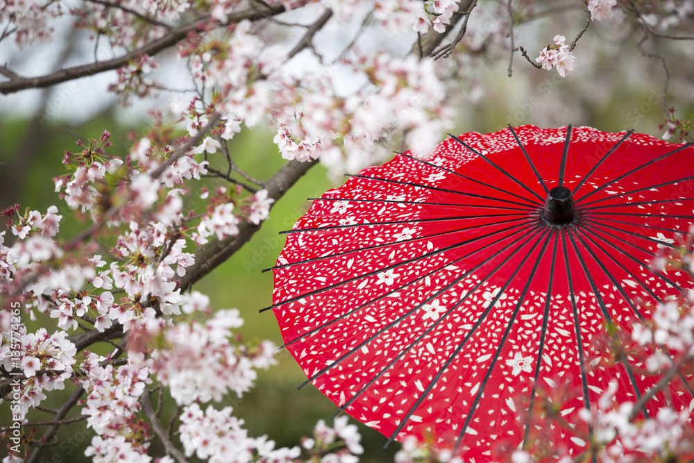 Naklejka premium Red Japanese umbrella with Cherry blossom trees. 