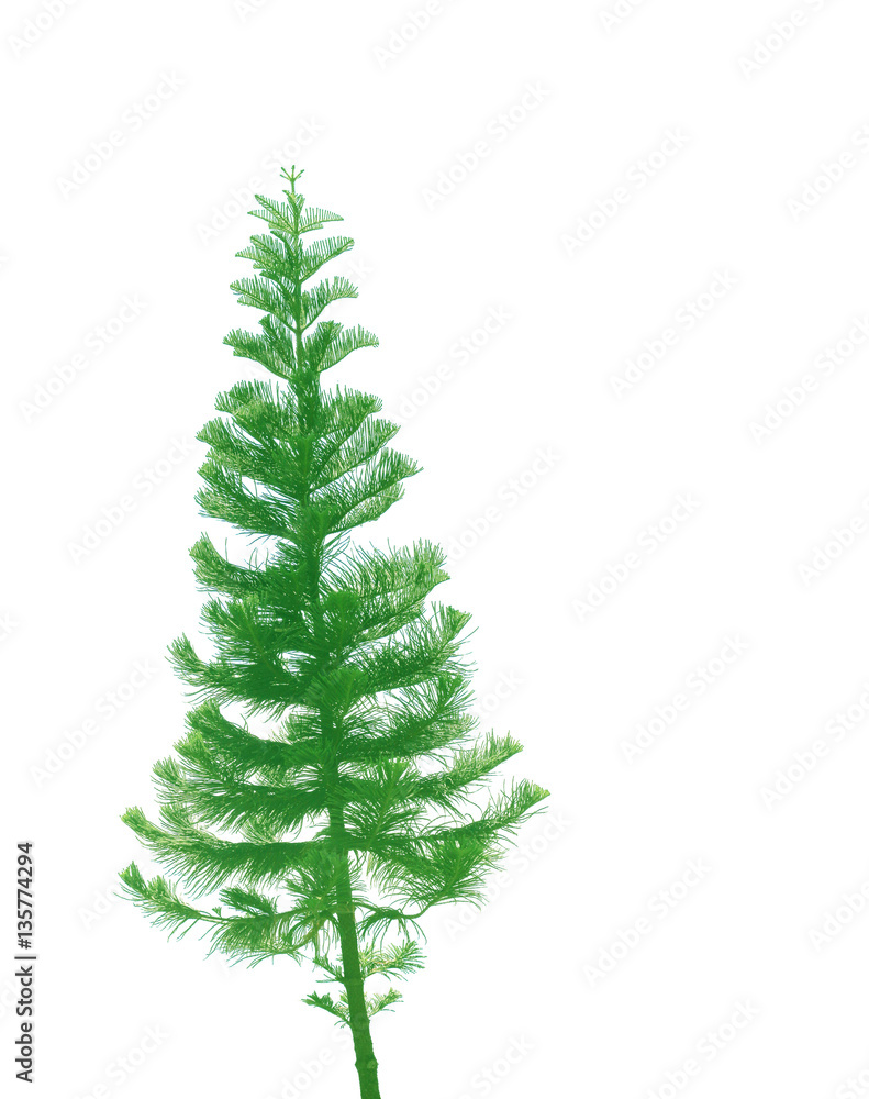 tree isolated tree isolated