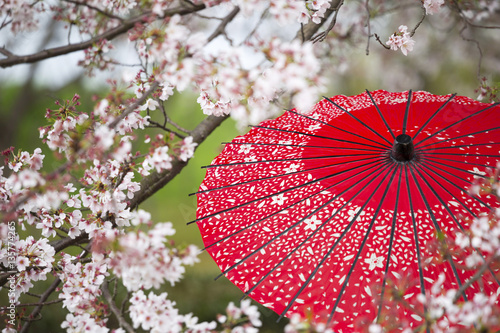 Red Japanese umbrella with Cherry blossom trees.  