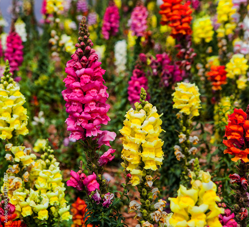Photos Crimson antirrhinum (snapdragon) flower