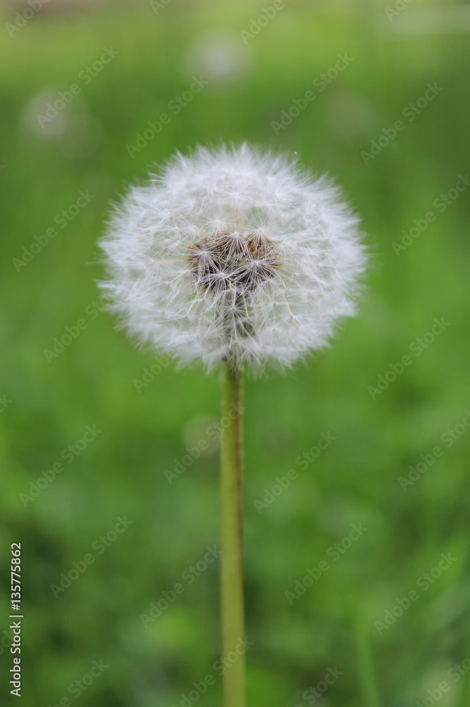Dandelion flower Dandelion flower