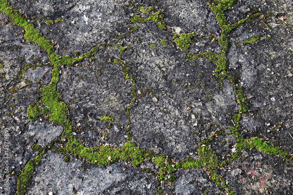 mossy concrete