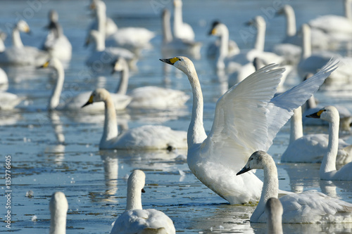 白鳥の群れ