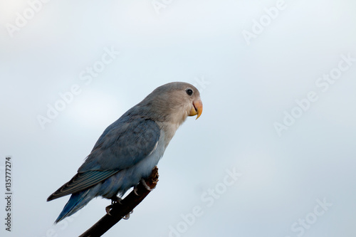 Parrot on a branch