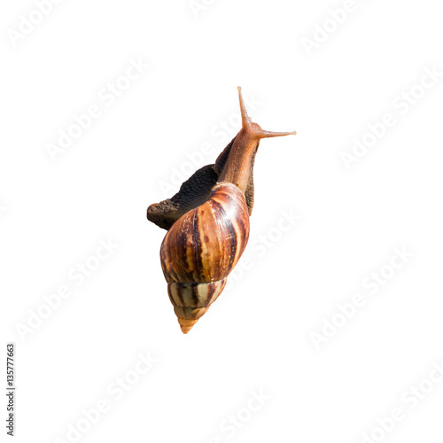 Snail on isolated