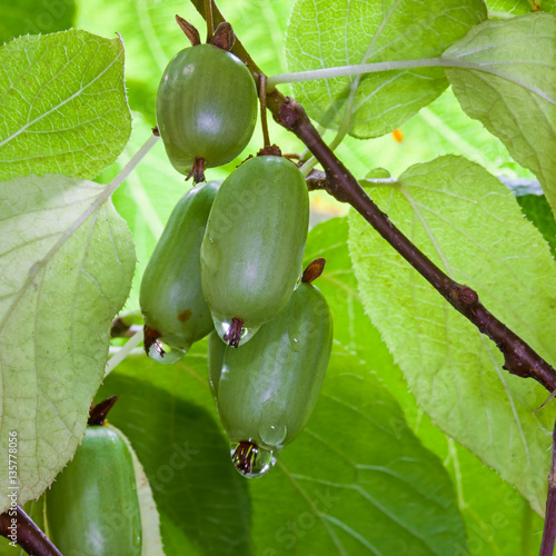 Actinidia kiwi autumn