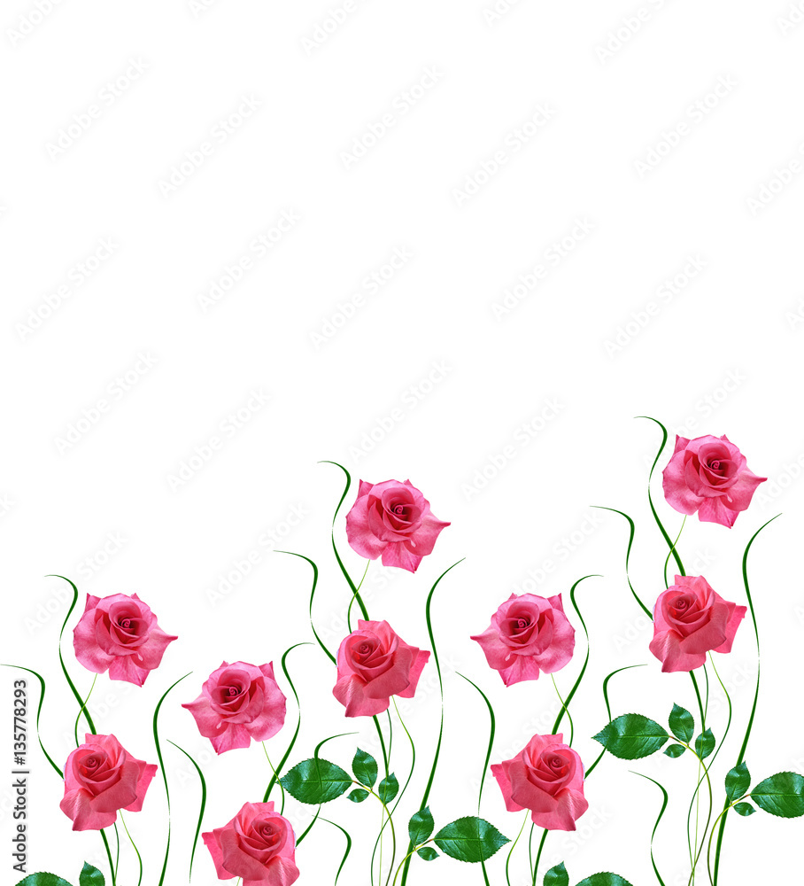 flower buds of roses isolated on white background flower buds of roses isolated on white background