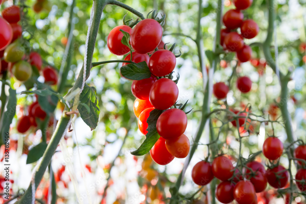 Fototapeta premium Tomatoes in the garden,Vegetable garden with plants of red tomatoes. Ripe tomatoes on a vine, growing on a garden. Red tomatoes growing on a branch.