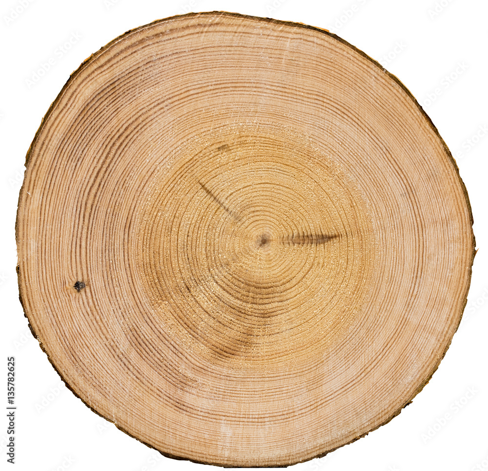 Fototapeta premium Cross section of tree trunk isolated on white background