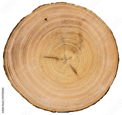 Cross section of tree trunk isolated on white background