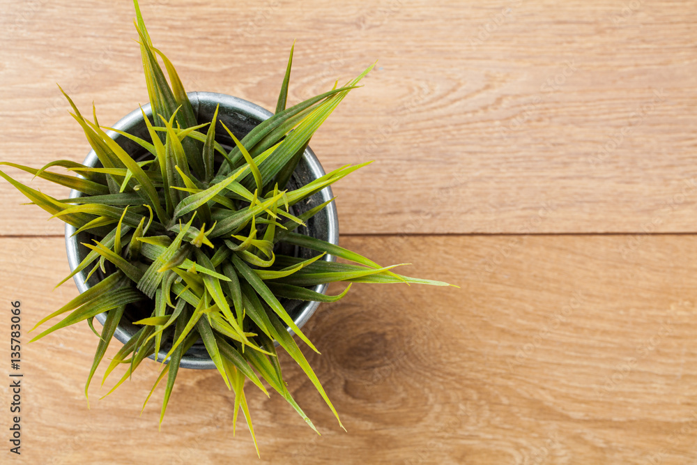 Flower on the wooden table. View from above. Flower on the wooden table. View from above.