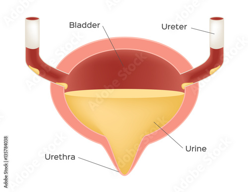 bladder with urine vector . organ
