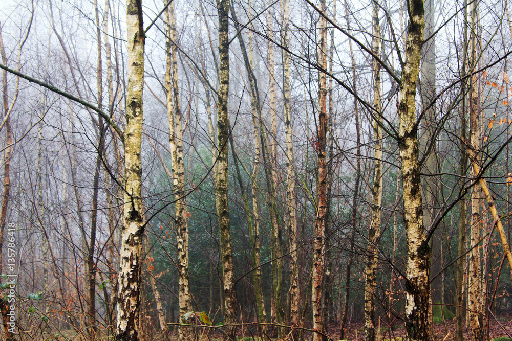 Fototapeta premium English woodland on a foggy misty morning
