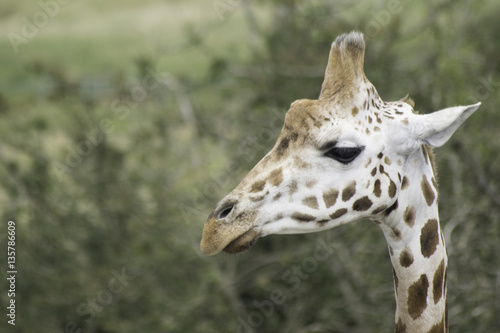 Head shot of baby giraffe