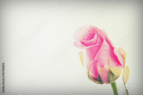 Delicate rose on a plain white background