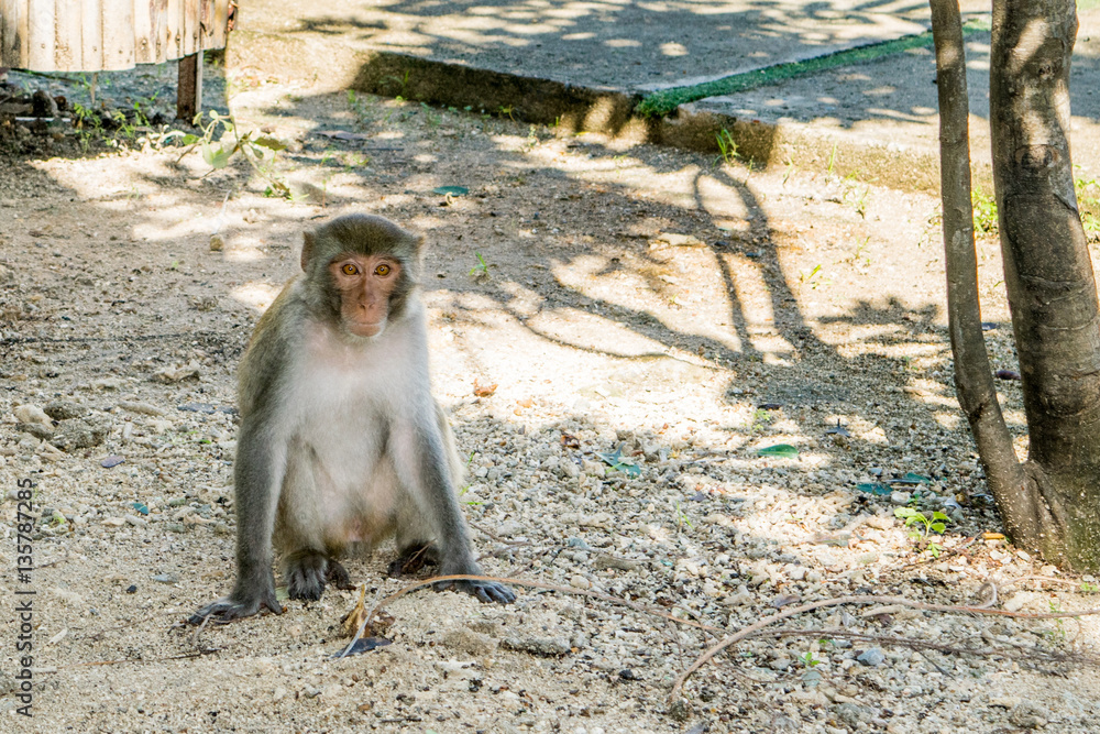 Pensive Monkey at a Monkey island, Vietnam, Nha trang