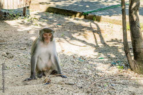 Obraz na płótnie Pensive Monkey at a Monkey island, Vietnam, Nha trang w salonie