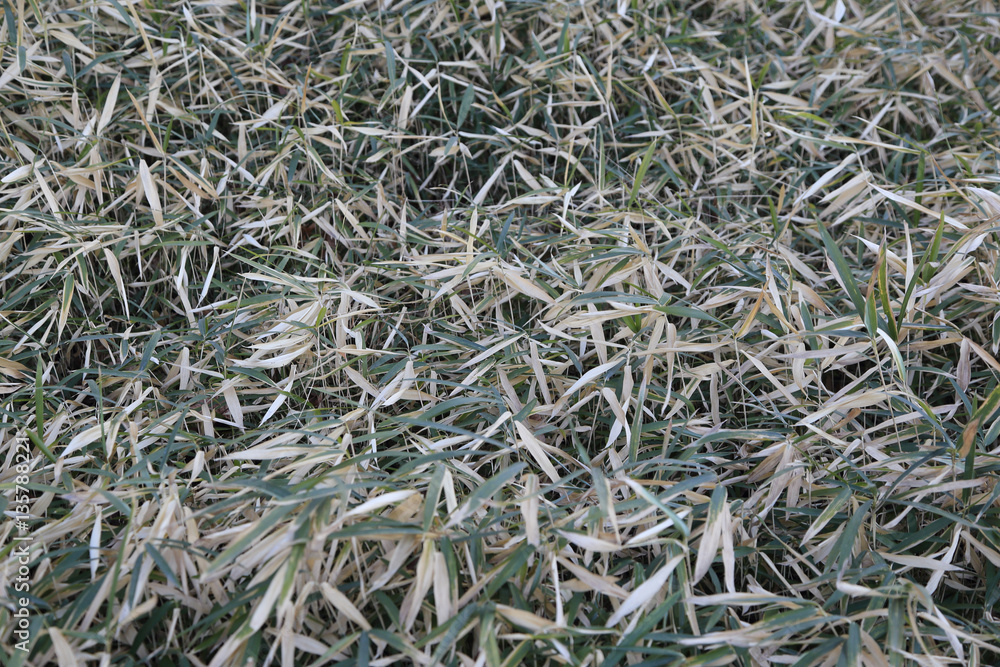 Semi - dried bamboo leave, selective focus, for use as backgroun Semi - dried bamboo leave, selective focus, for use as backgroun