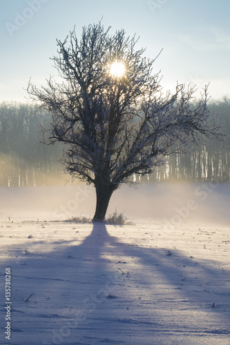 Single tree in the morning sun