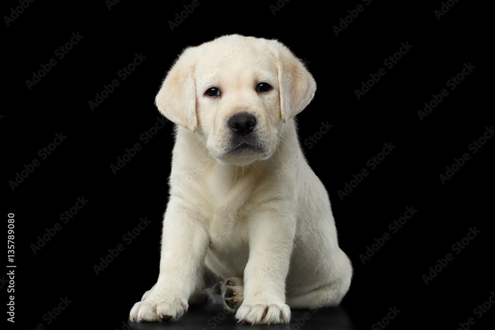 Unhappy Labrador puppy Sitting and waiting on isolated Black background Unhappy Labrador puppy Sitting and waiting on isolated Black background