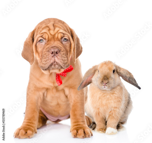 Dog and rabbit sitting together. Isolated on white background