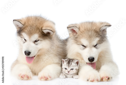Two Alaskan malamute puppies lying with tiny kitten. isolated on white