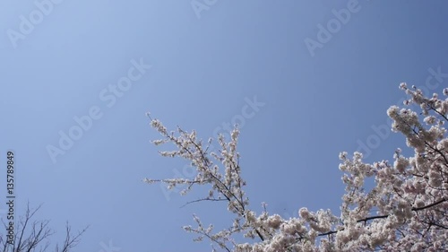Sakura Ishiwari Iwate Japan Cherry Blossoms