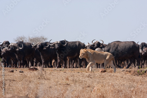 lion, panthera leo, Kruger national park, South Africa