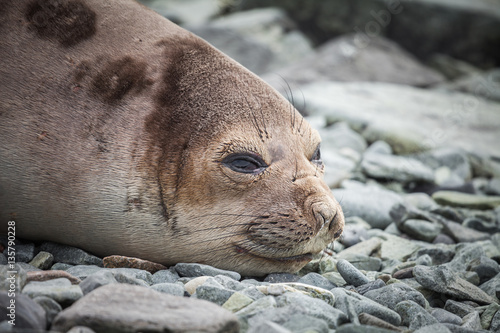baby fur seal