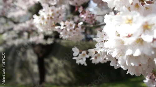 Sakura Ishiwari Iwate Japan Cherry Blossoms