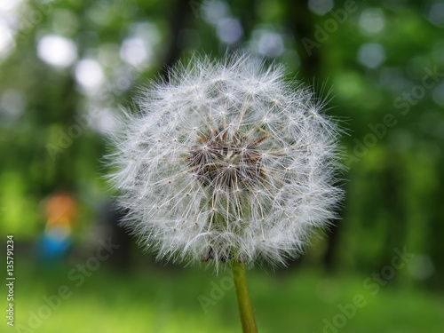 Dandelion on a background of forest