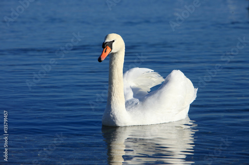 Noble swan with reflection in the blue water  Mute swan   Cygnus olor 