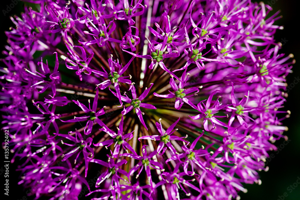 Red Allium flower