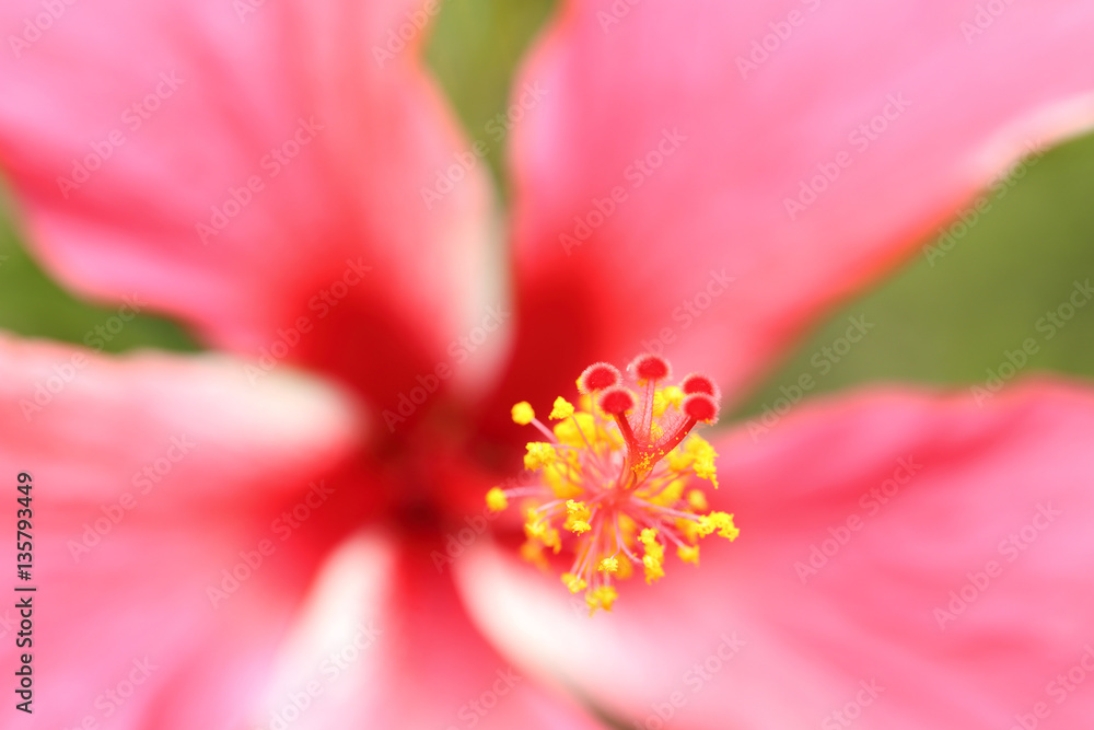 Long stamens with pollen inside red hibiscus flower by macro len