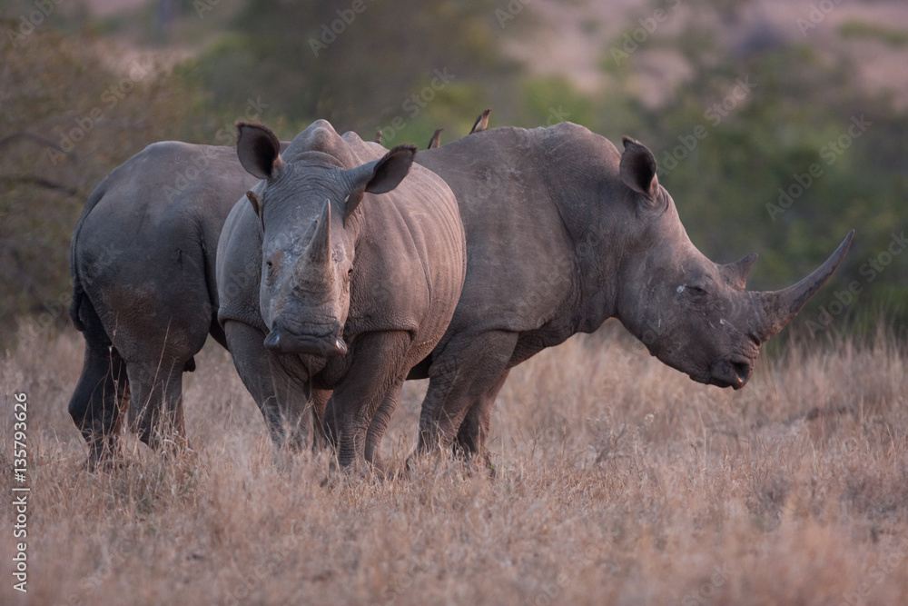 Fototapeta premium white rhinoceros, square-lipped rhinoceros, ceratotherium simum, Kruger national park, South Africa
