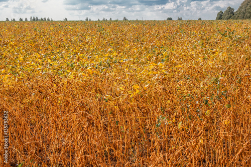 Soybean field harvest