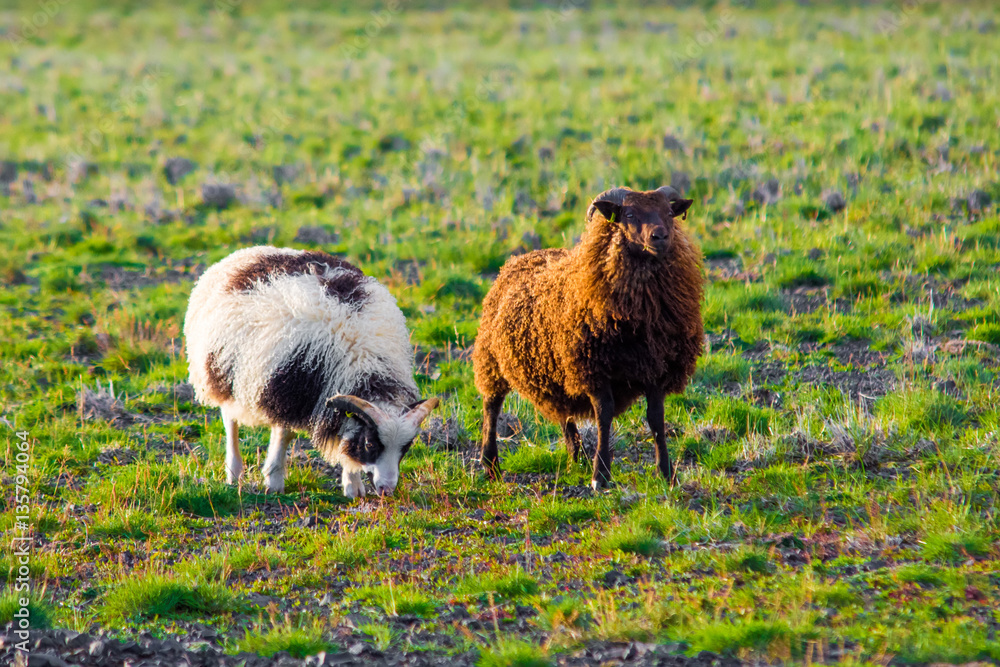 Iceland sheeps Iceland sheeps