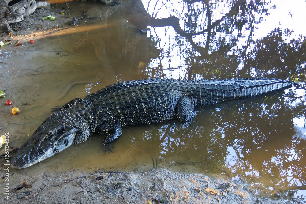 Caiman (Caimaninae) at Madidi National Park, Bolivia. Yacuma river. Beni region, Pampas of Yacuma, Bolivia. Caiman (Caimaninae) at Madidi National Park, Bolivia. Yacuma river. Beni region, Pampas of Yacuma, Bolivia.
