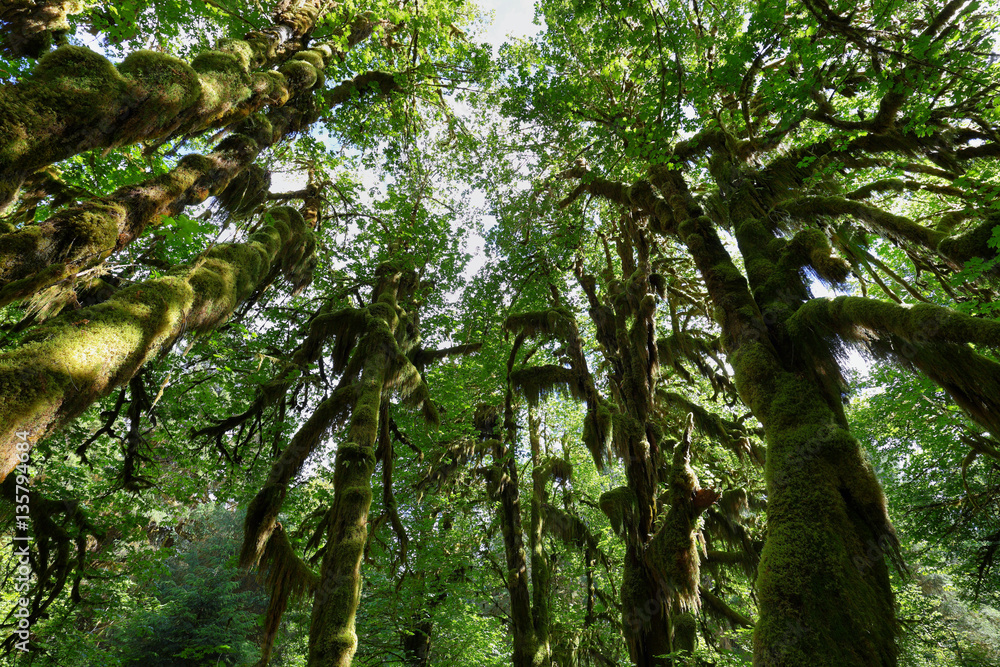 Fototapeta premium Hoh rain Forest