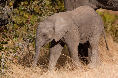 african bush elephant  loxodonta africana  Kruger national park  South Africa