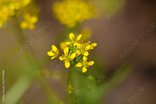 Yellow flower